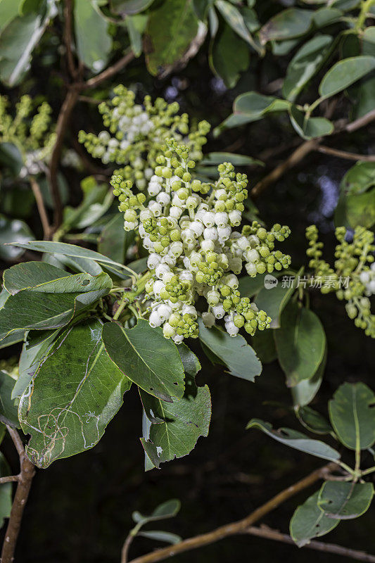 杨梅(Arbutus menziesii)或太平洋马德龙(Pacific madrone)，是杜鹃花科的一种阔叶常青树，原产于北美西部沿海地区，从不列颠哥伦比亚省到加利福尼亚。间歇泉,加利福尼亚。马亚卡马斯山脉。